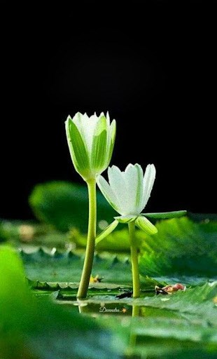 Con Đường Nữ Phụ Phản Công