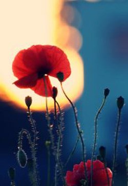 Mặt Trời Lặn Cùng Hoàng Hôn