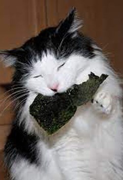 Tình Địch Biến Thành Mèo Của Tôi Rồi, Làm Sao Đây, Treo Máy Hóng Khẩn